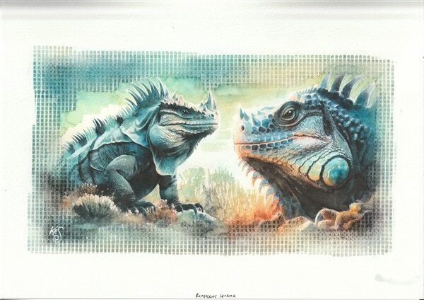 Watercolour painting by Kerrel Deakin of two Rhinoceros Iguanas (Cyclura cornuta) in an abstract rocky landscape with tussocky grass.