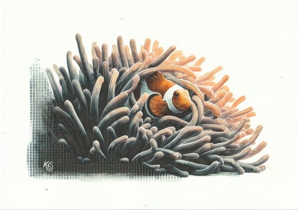 Watercolour painting by Kerrel Deakin of a Clownfish (Amphiprion ocellaris) hiding in a Sea Anenome (Order: Actiniaria).