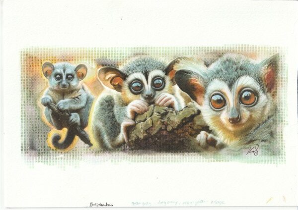 Watercolour painting by Kerrel Deakin of a trio of Bushbabies (family Galagidae) clinging to branches against an abstract background.