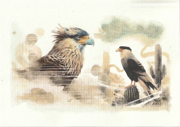 Watercolour painting by Kerrel Deakin of two Crested Caracaras (Caracara plancus) in an abstract desert landscape with cacti.