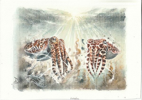 Watercolour painting by Kerrel Deakin of two European Common Cuttlefish (Sepia officinalis) in an abstract aquatic background with radiating sunshine.