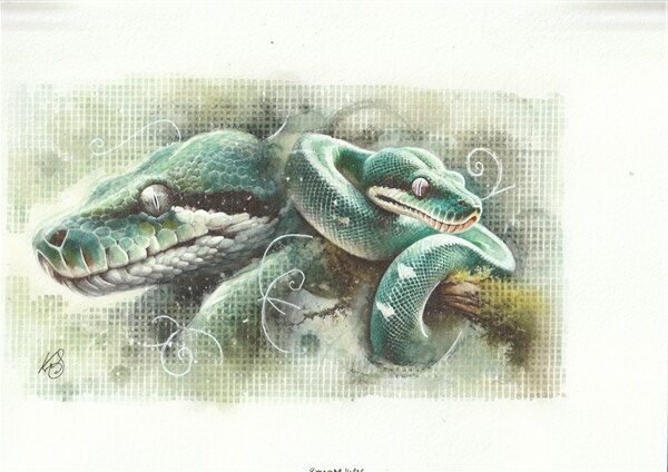 Watercolour painting by Kerrel Deakin of two green tree python (Morelia viridis) coiled around a mossy branch.