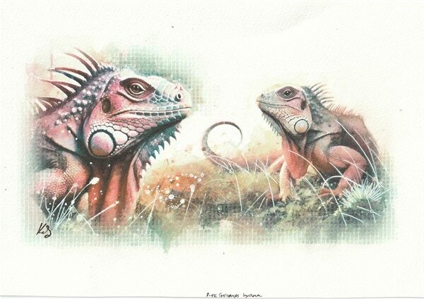 Watercolour painting of two Pink Galapagos Iguanas (Conolophus marthae) in an abstract background by Kerrel Deakin.