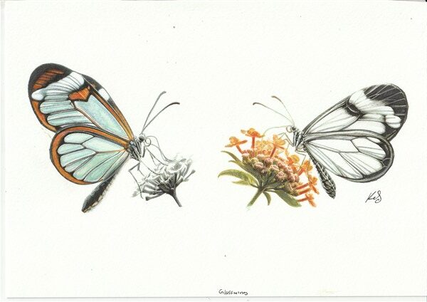 Watercolour painting by Kerrel Deakin of two Glasswing butterflies (Greta oto).