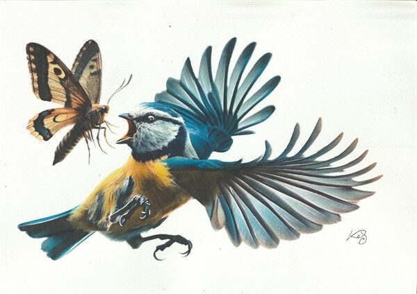 Watercolour painting by Kerrel Deakin of a Eurasian Bluetit (Cyanistes caeruleus) hunting a Giant Silkworm Moth (family Saturniidae) mid-flight.