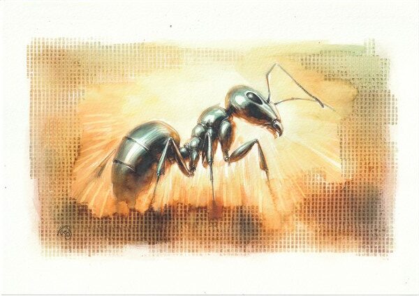 Watercolour painting by Kerrel Deakin of a Saharan Silver Ant (Cataglyphis bombycina) with radiant sunlight behind.