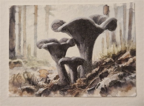 Miniature watercolour painting by Kerrel Deakin, of a cluster of a cluster of Black Trumpet mushrooms (Craterellus cornucopioides) growing in an abstract forest background.