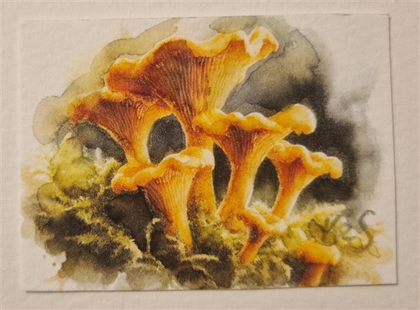 Miniature watercolour painting by Kerrel Deakin, of a cluster of Golden Chanterelle mushrooms (Cantharellus cibarius) growing from an abstract mossy background.