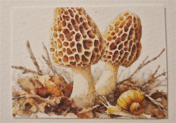 Miniature watercolour painting by Kerrel Deakin, of two Morel mushrooms (Morchella esculenta) growing from a forest floor with a yellow snail in the foreground.