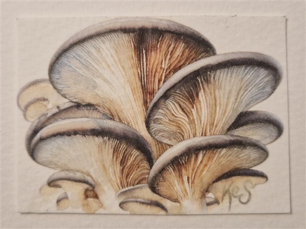 Miniature watercolour painting by Kerrel Deakin, of a cluster of Oyster Mushrooms (Pleurotus ostreatus).